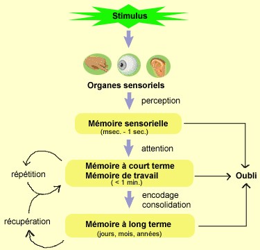 Sens et mémoire